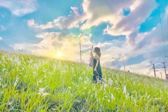 Cỏ lau miền nhớ