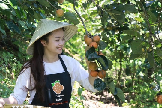 Khám phá mùa quả hồng trên cao nguyên Đà Lạt