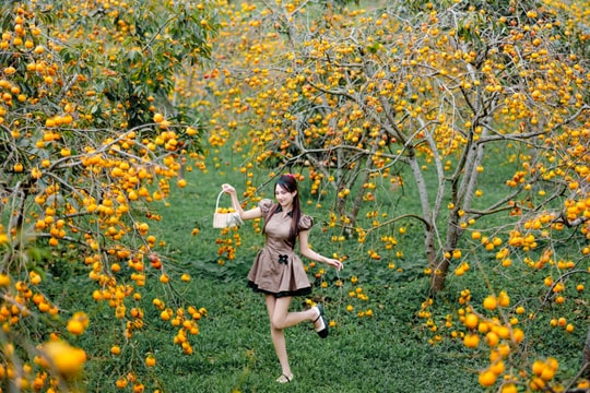 Cao nguyên Mộc Châu rực rỡ mùa hồng chín, níu chân du khách gần xa