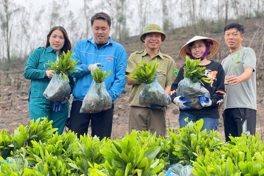 Chung tay phủ xanh núi Sơn Đào