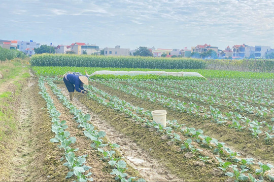 Nông dân Hải Phòng tất bật vào vụ rau Tết