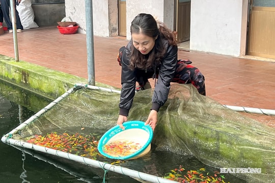 Nuôi cá nhỏ, thu nhập lớn ở phường Thiên Hương