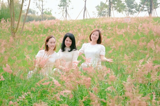 Mùa cỏ hồng 'thức giấc'