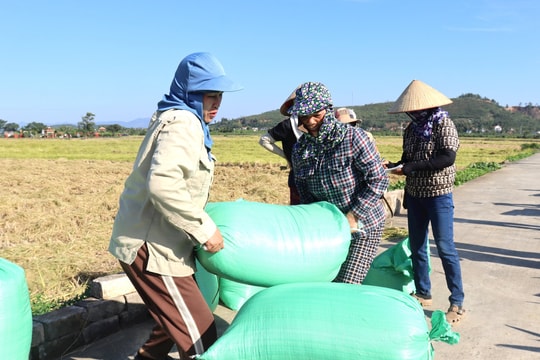 Hối hả vụ nếp cái hoa vàng bội thu ở phường Nhị Chiểu