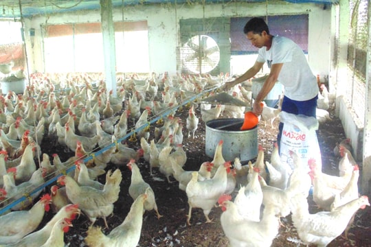 Hải Phòng ban hành mức hỗ trợ mới khắc phục dịch bệnh động vật