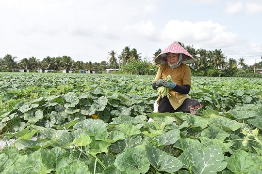 Chuyển đổi cơ cấu cây trồng ứng phó với biến đổi khí hậu