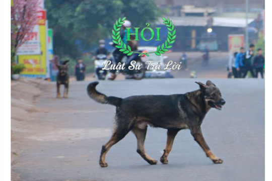 Quy định xử phạt hành vi thả rông chó ra đường