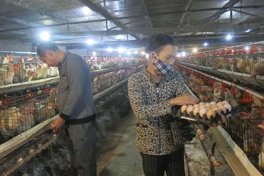 Độc đáo nuôi gà đẻ trứng bằng dược liệu ở Chấn Hưng