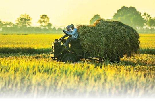 Hoàng hôn mùa gặt