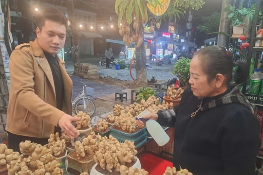 Độc lạ gừng bonsai