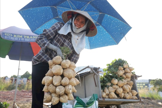 Nông dân Kim Thành bắt đầu thu hoạch củ đậu chiêm sớm