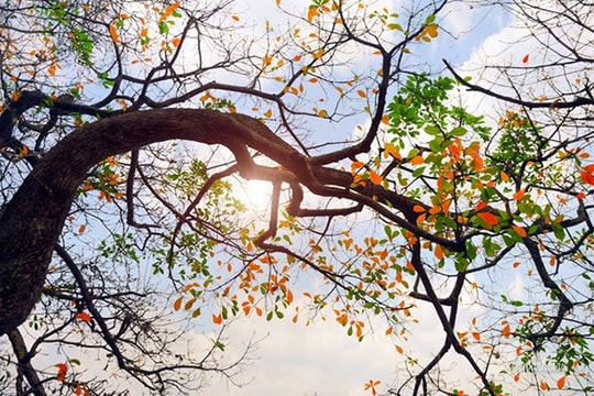 Vạt nắng ngủ đông