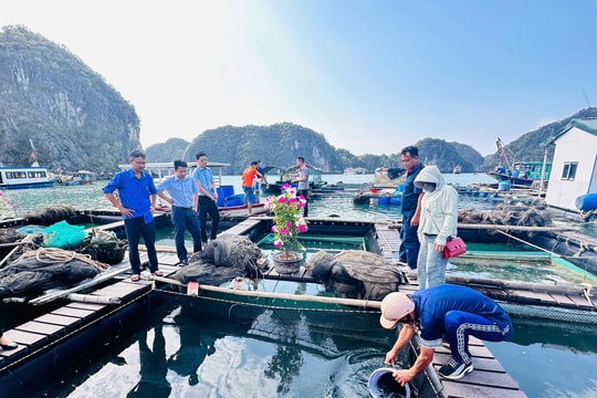 Mở hướng phát triển nuôi cá lồng bè trên biển