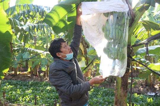 Nông dân Thanh Hà tất bật vào vụ chuối Tết