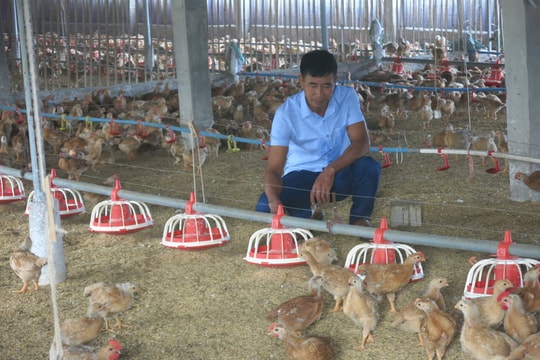 Nhân rộng sử dụng đệm lót sinh học trong chăn nuôi gia cầm để giảm ô nhiễm môi trường