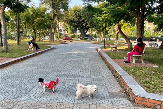 Chó thả rông, không rọ mõm khiến người dân lo sợ