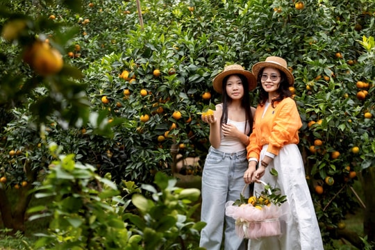 Về Chí Linh, check-in vườn cam trĩu quả