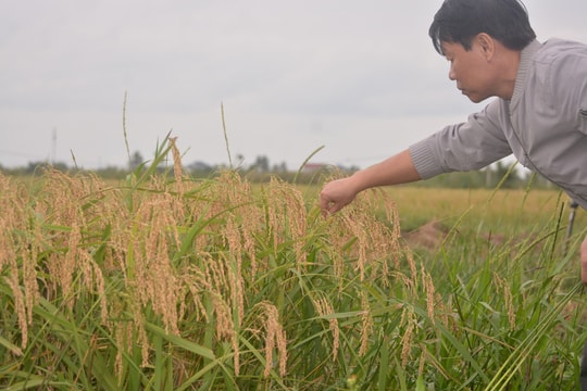 Nếp xoắn Kỳ Sơn - Đặc sản vùng ven biển