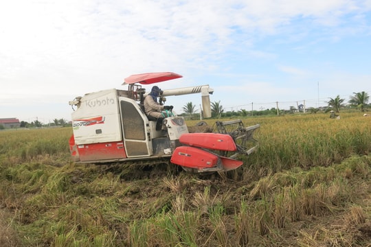 Lúa nếp đặc sản ở Hải Phòng được mùa, được giá