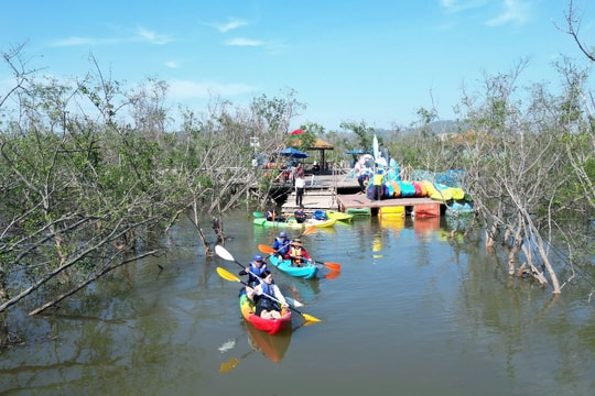 Fascinating mangrove forest experiences
