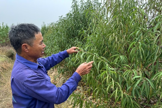 Không khí 'Tết sớm' trên đồng đào, quất ở An Dương