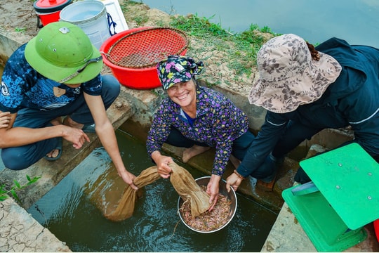 Khai thác rươi trong đồng ở xã Chí Minh
