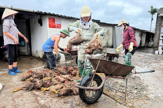 Hải Phòng chủ động ứng phó biến đổi khí hậu