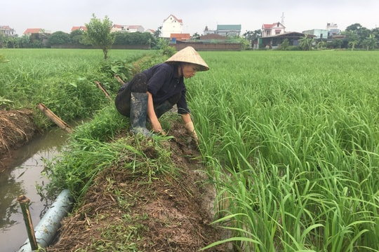 Tổ chức 8 đợt diệt chuột để bảo vệ sản xuất nông nghiệp năm 2026