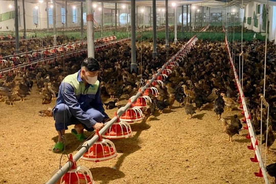 Gỡ vướng quy hoạch, phát triển vùng sản xuất tập trung