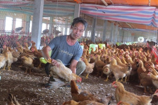Livestock production value exceeds 2025 plan by 1.04%