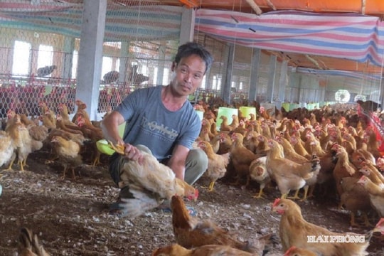 Giá trị sản xuất chăn nuôi ở Hải Phòng vượt 1,04% kế hoạch năm