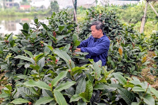 Giữ sắc hải đường Đồng Dụ