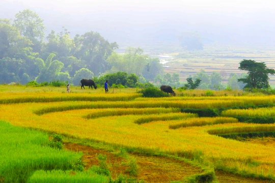 Đồng quê xa ngái