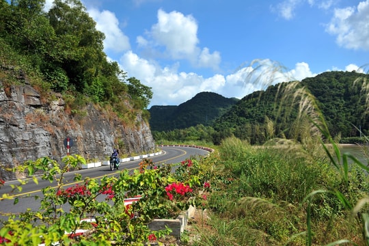 Dreamlike reed flowers along Cat Ba island-crossing road