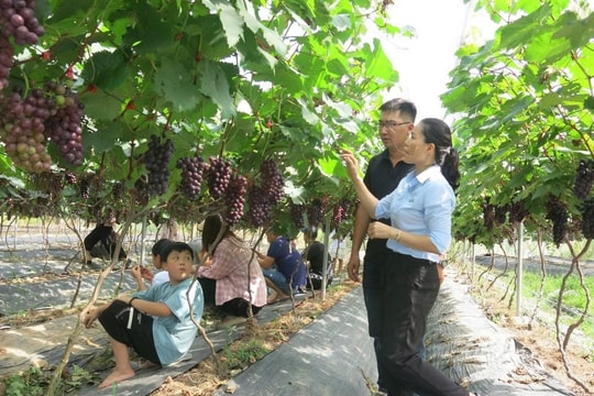 New trends in agricultural production