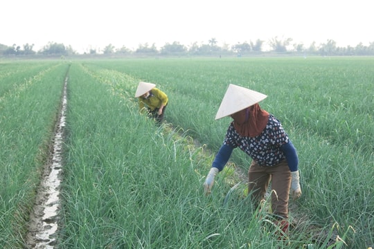 Năng suất trồng hành tại xã Nam An Phụ tăng khoảng 5 tấn mỗi ha