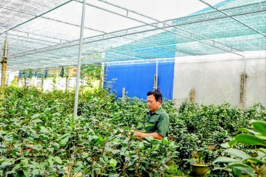 Hoa trà 'tiến quan' ở Kiều Trung