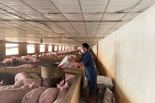 Sẵn sàng nguồn thực phẩm phục vụ Tết