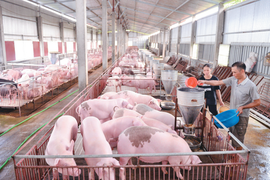 Giá lợn hơi hạ nhiệt