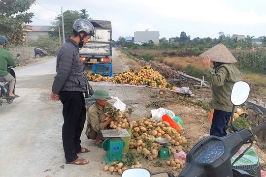 Nông dân xã Vĩnh Thuận thí điểm trồng củ đậu