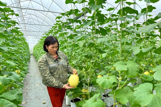Hai Phong has 475 Production Unit Codes