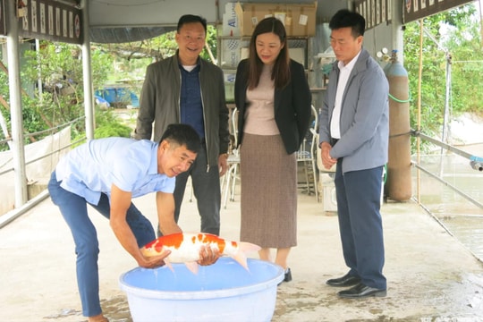 Nhộn nhịp làng cá cảnh Biều Đa