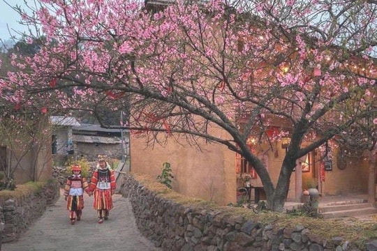 Lần đầu tiên tổ chức Festival hoa mai anh đào tại Lũng Cú