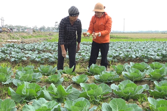 Hiệu quả từ cây rau màu vụ đông ở xã Nguyễn Bỉnh Khiêm