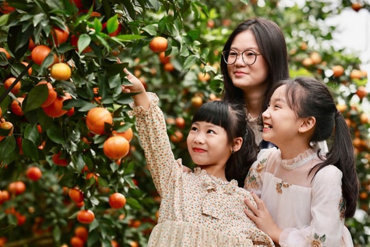 Check-in miễn phí vườn cam đang 'gây sốt' ở xã Khúc Thừa Dụ