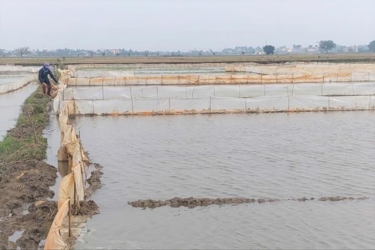 Đến ngày 15/1, các địa phương phải hoàn thành 100% diện tích gieo mạ dược