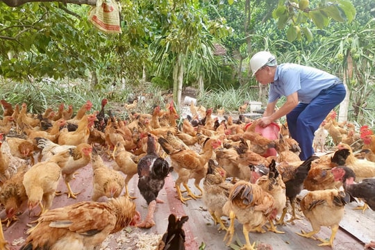 Đặc sản gà Liên Minh đắt hàng dịp cuối năm