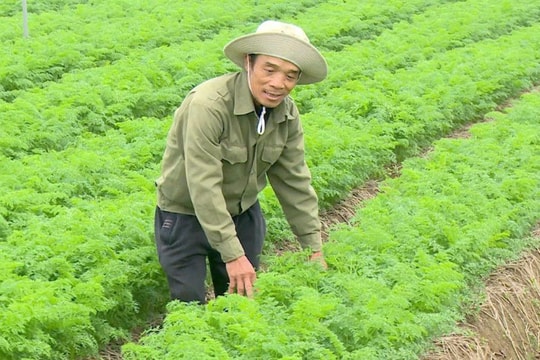 Chưa thu hoạch, cà rốt ở xã Tuệ Tĩnh có giá cao gấp đôi năm ngoái