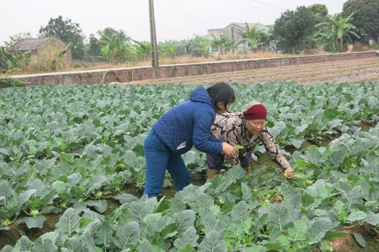 Các vùng rau xanh sẵn sàng phục vụ thị trường Tết Nguyên đán