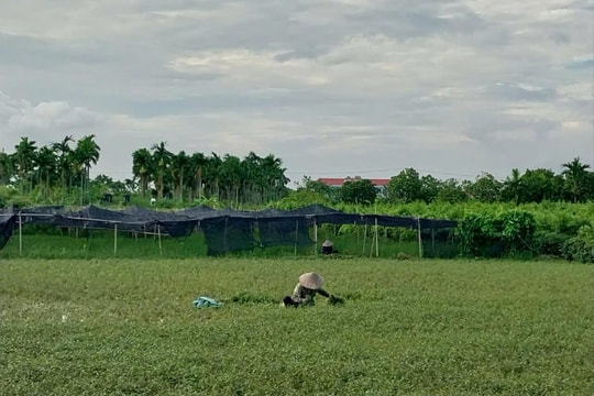 Phường Hồng An xây dựng mô hình nông nghiệp đô thị sinh thái